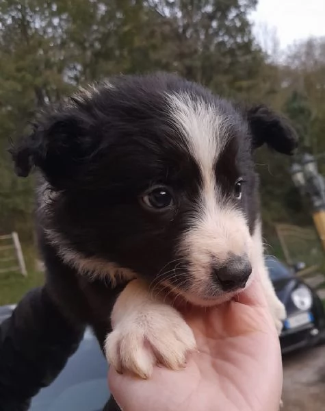 Border Collie | Foto 4