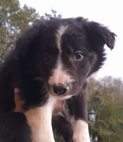 Border Collie | Foto 3