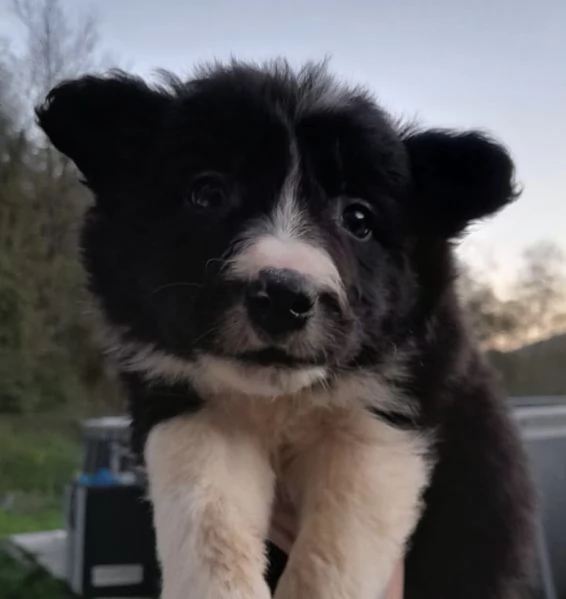 Border Collie | Foto 2