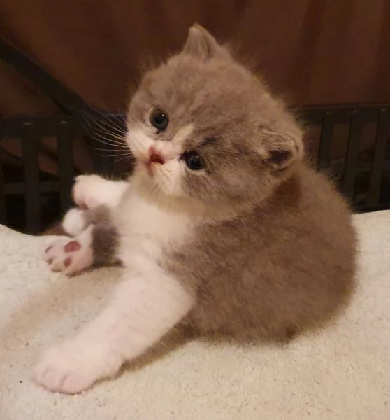 Cuccioli British shorthair con pedigree  | Foto 3