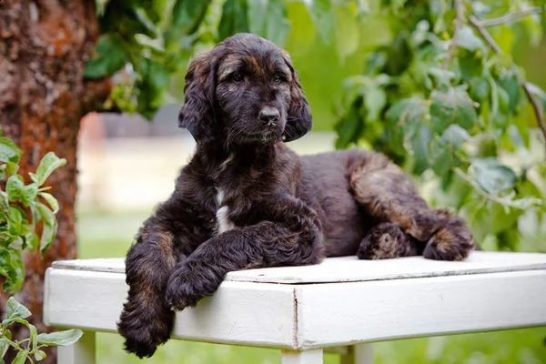 cuccioli levriero afgano