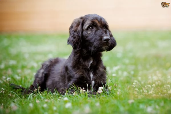 cuccioli levriero afgano | Foto 0