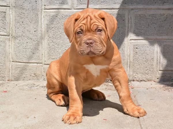 cuccioli dougue deux bordeaux 60gg | Foto 2