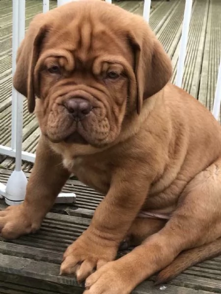 cuccioli dougue deux bordeaux 60gg