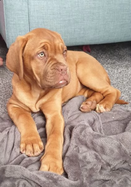 cuccioli dougue deux bordeaux 60gg | Foto 1