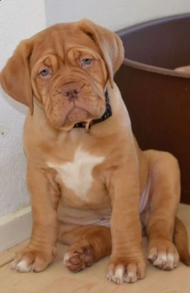 cuccioli dougue deux bordeaux 60gg | Foto 0