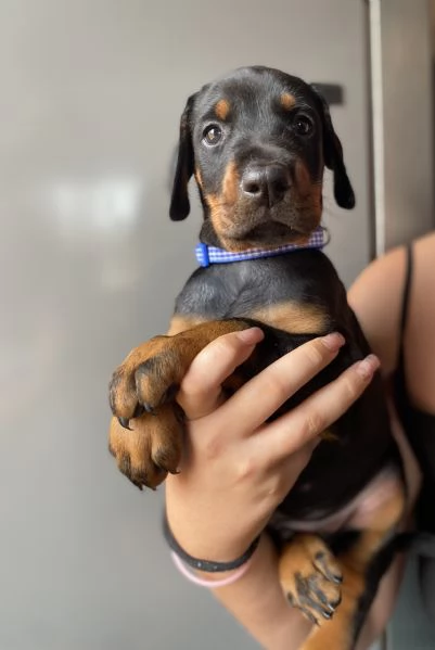 Cuccioli di Dobermann | Foto 0