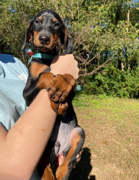 Cuccioli di dobermann 