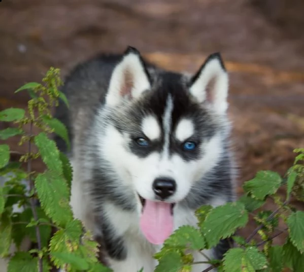 meravigliosi cuccioli di siberian husky | Foto 0