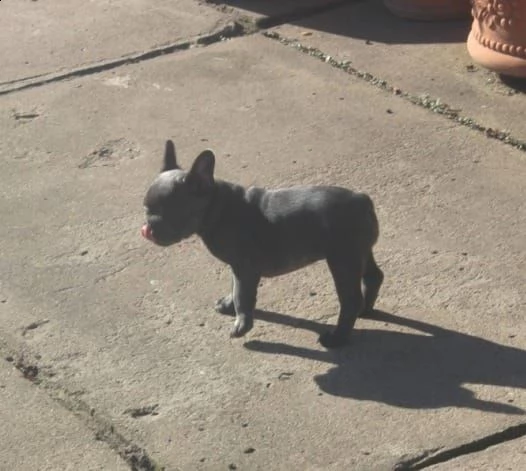 regalo bouledogue francese cuccioli disponibili | Foto 0