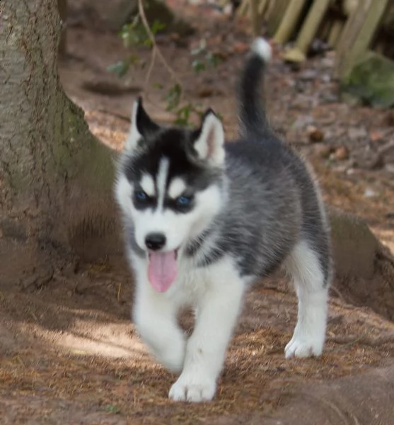 kuccioli razza siberian husky occhi bluu | Foto 1