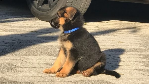 cuccioli di pastore tedesco - roi | Foto 1