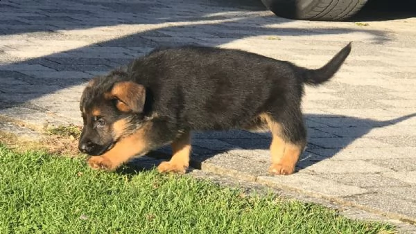 cuccioli di pastore tedesco - roi | Foto 0