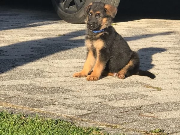 cuccioli di pastore tedesco - roi