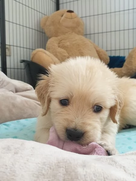 disponibili bellissimi cuccioli golden retriever | Foto 4