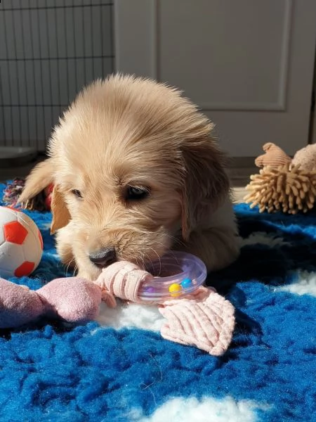 disponibili bellissimi cuccioli golden retriever | Foto 2