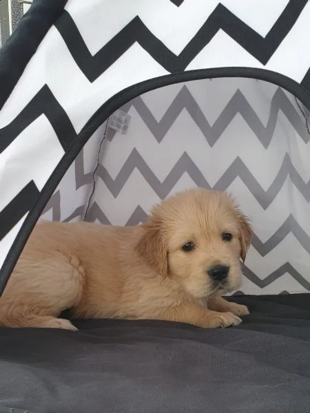 disponibili bellissimi cuccioli golden retriever | Foto 1