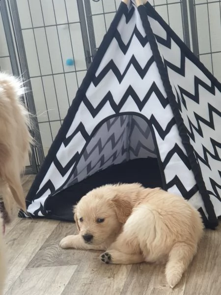 disponibili bellissimi cuccioli golden retriever