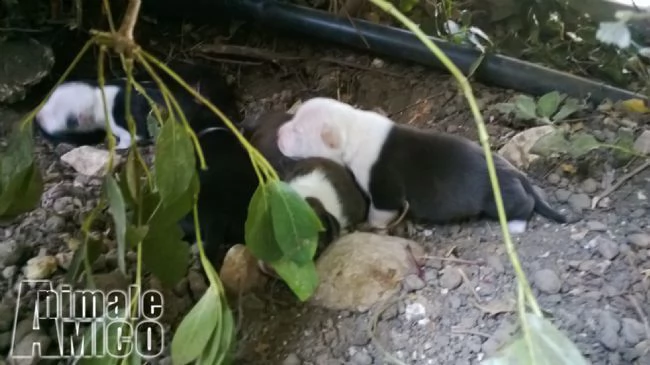 cuccioli di amstaff american staffordshire terrier a bari e in puglia | Foto 3