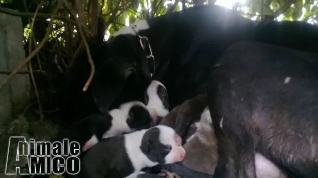 cuccioli di amstaff american staffordshire terrier a bari e in puglia | Foto 1