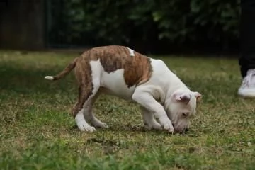 cuccioli american staffordshire terrier | Foto 0