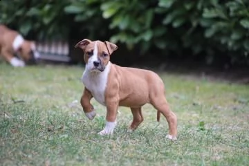 cuccioli american staffordshire terrier