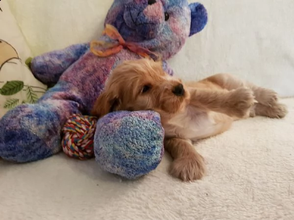 cuccioli cocker spaniel