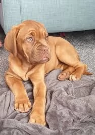 disponibili cuccioli dog de bordeaux 