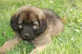 cuccioli leonberger disponibili | Foto 0