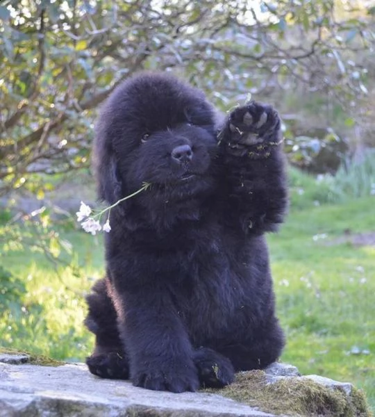 cuccioli di terranova disponibili | Foto 0