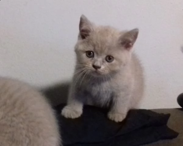 maschi e femmine di british shorthair | Foto 0