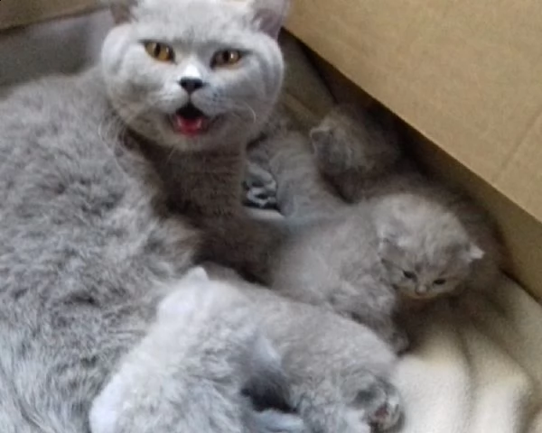 maschi e femmine di british shorthair