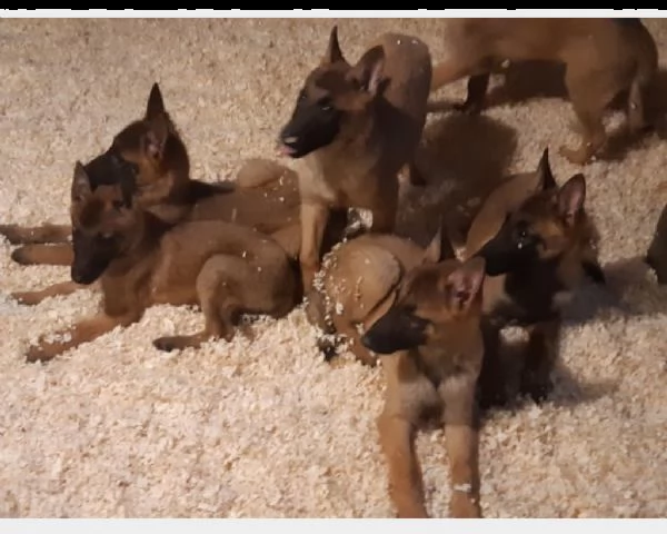 disponibili bellissimi socievoli cuccioli di  malinois