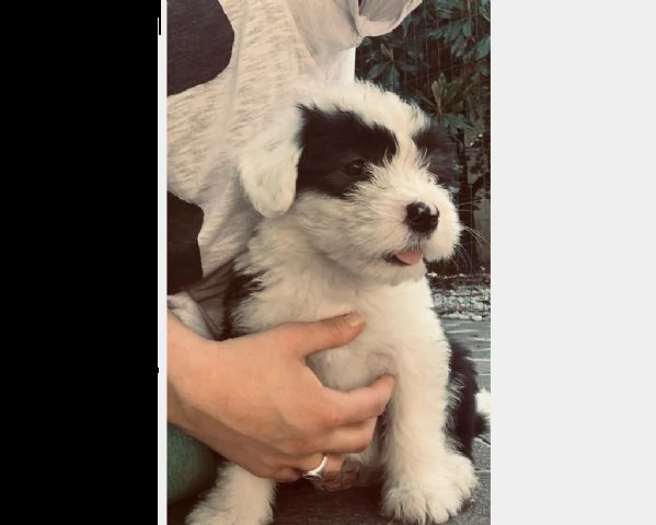 bellissimi cuccioli bobtail