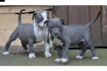 cuccioli american pitbull terrier,