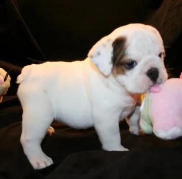 disponibili cuccioli di bulldog inglese | Foto 0