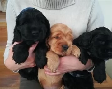  ultimi maschietti e femmina cocker spaniel inglesi