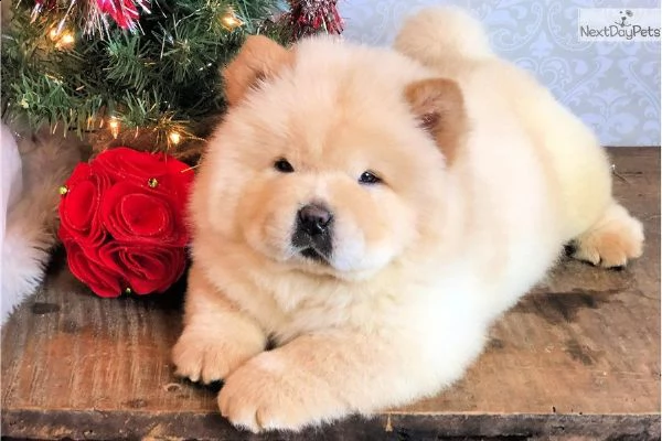 cuccioli di chow chow | Foto 2