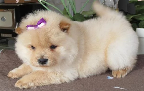 cuccioli di chow chow | Foto 0