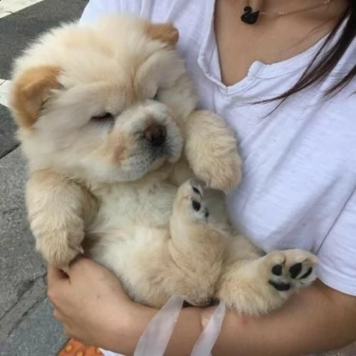 cuccioli di chow chow