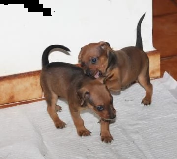 cuccioli di pinscher disponibili