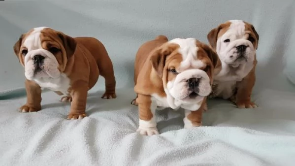 bellissimi cuccioli di bulldog inglese