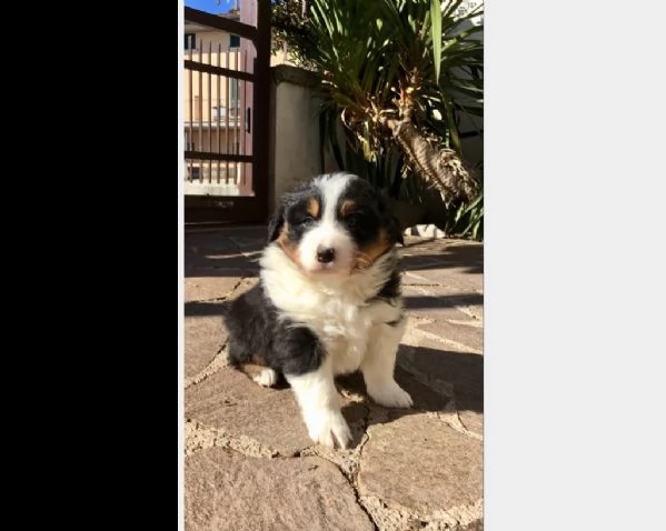 cuccioli pastore australiano 