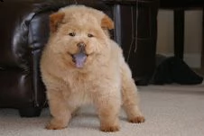 chow chow cuccioli disponibili | Foto 0