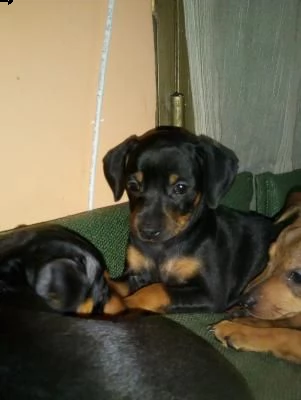 cuccioli pinscher nani (toy)