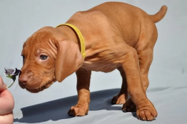  cuccioli di vizsla - bracco ungherese