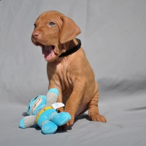  cuccioli di vizsla - bracco ungherese | Foto 1