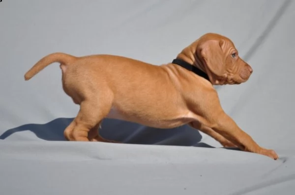  cuccioli di vizsla - bracco ungherese | Foto 0