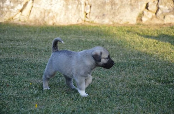 Kangal Cuccioli | Foto 6