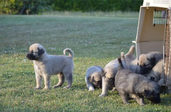 Kangal Cuccioli | Foto 5